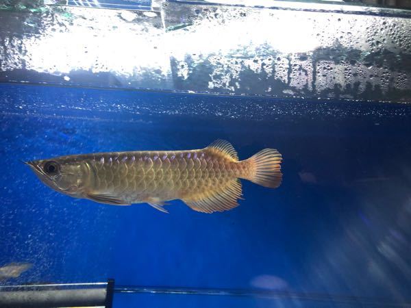 アジアアロワナ ヒレ に関するq A Yahoo 知恵袋