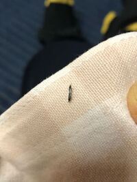 クロバネキノコバエについて 3週間ほど前に リビングに小さい虫が何匹 Yahoo 知恵袋