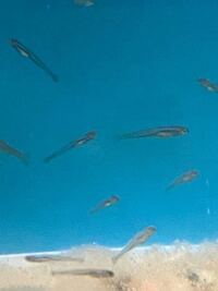 川のかなり浅瀬にいた稚魚です が なんの稚魚なのか分からず 誰か Yahoo 知恵袋