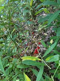 山の中で見つけたこの赤い実の植物の名前が分かりません 分かりましたら Yahoo 知恵袋