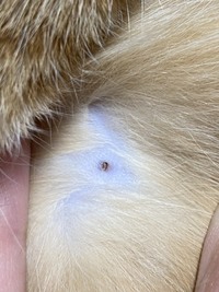 ネコの乳首について 今日発見したんですが 愛猫の乳首周辺に黒っぽ Yahoo 知恵袋