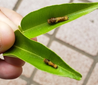これは何アゲハの幼虫でしょうか クロアゲハ カラスアゲハ ナミアゲハよりも黄 Yahoo 知恵袋