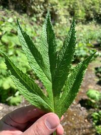 写真有 これって大麻草ですか 雑草と一緒にぽつりと生えていました Yahoo 知恵袋