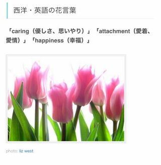 至急お願いしたいです 写真に乗っているチューリップの花言葉を使 Yahoo 知恵袋