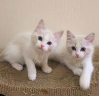 美猫に育つラグドールの子猫の見分け方を教えてください Yahoo 知恵袋