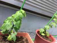 ゴーヤの育成について グリーンカーテンを作りたくてプランターでゴ Yahoo 知恵袋