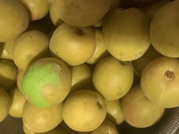 梅シロップを作ろうと思って青梅を買ったのに お恥ずかしい事に冷蔵庫に Yahoo 知恵袋