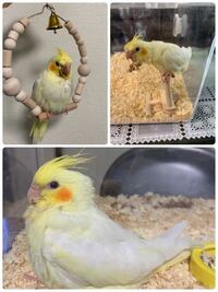 4月17日生まれのオカメインコのルチノーの雛を飼っています 現 Yahoo 知恵袋