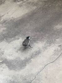 ベランダに逃げない鳥がいます なんの鳥ですか 赤ちゃんなのかな Yahoo 知恵袋