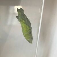 子供が4齢のナミアゲハの幼虫を貰い 昨日蛹になりました 綺麗な緑色でした Yahoo 知恵袋