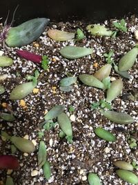 多肉植物の葉挿しの水やりについて 葉挿しは初めてです 葉挿しして子供ができ親の Yahoo 知恵袋