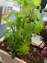 大葉を育てているのですが 株が混み合っている気がします ホーム Yahoo 知恵袋