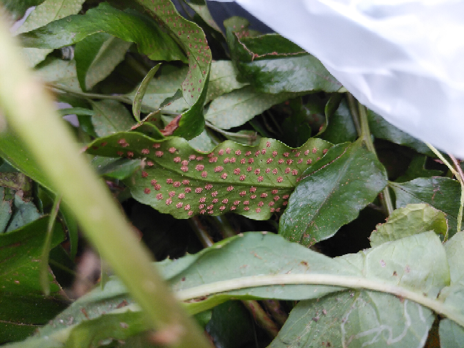 P.orangutan OC 子株付き 葉裏がオレンジになる株 P.orangutan OC 子株