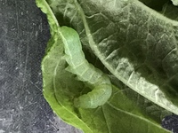 しそにつく害虫名と防虫法 駆除法などを教えてください 今年も沢 Yahoo 知恵袋
