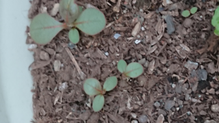 これはヒメツルソバの芽生えですか プランターにたくさん出てきて 最近ヒメ Yahoo 知恵袋