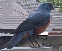 家の庭に最近ヒヨドリがよく来るのでパンの耳を置いてあげています 置い Yahoo 知恵袋