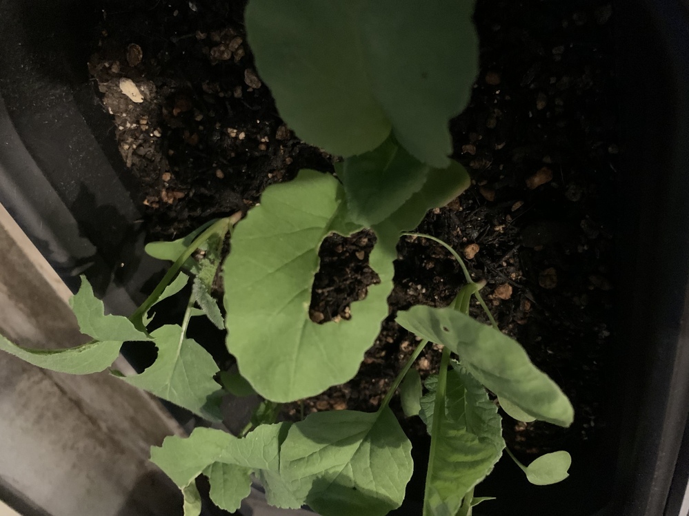 ベランダ菜園で二十日大根を育てています。ここ最近、葉っぱが一