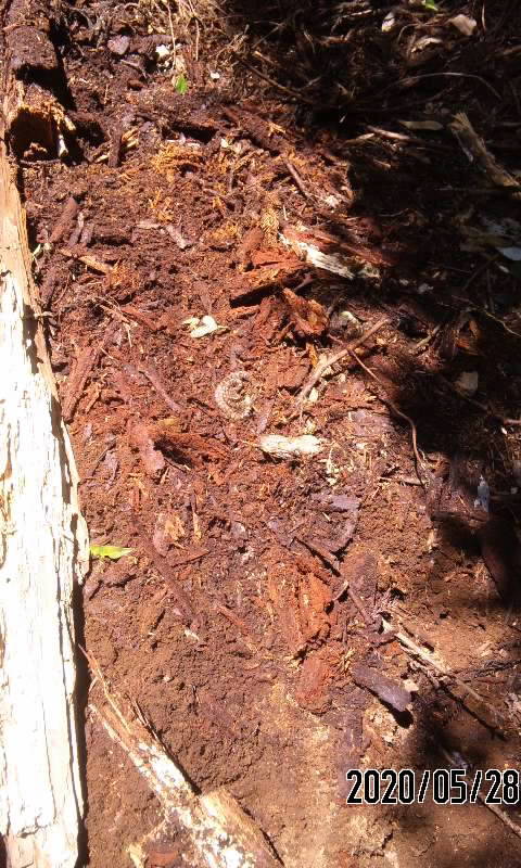 この幼蛇はマムシでしょうか？ それともアオダイショウの幼蛇でしょうか？ 紋ではマムシの様でしたが、怖かったので、近くで撮影はできませんでした。 その後、この辺りで大きなアオダイショウの違う個体を２匹ほどみました。 この幼蛇は杉の丸太が半分ほど地面に埋まっていて、その丸太を取り除いたら、でてきました。 太陽の陽にあたって、まぶしいじゃないか！ と不平を言って、枯れ枝の下へ潜っていきました。 発見場所 千葉県の山奥 月日 ５月２８日