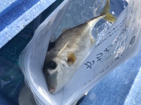 愛知県でカワハギ釣れる場所 カワハギ釣りを考えています 知恵袋で Yahoo 知恵袋