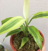 葉っぱ所々に見受けられる白いものはなんですか ハダニ というも Yahoo 知恵袋