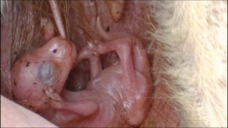 カンガルーやパンダの赤ちゃんはどうして産まれたばかりはあんなに小さい Yahoo 知恵袋