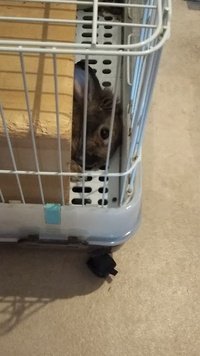 最近飼いはじめて五年ほどのウサギがよく小屋のなかで倒れてます 何か具 Yahoo 知恵袋