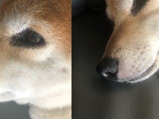 柴犬のニキビダニ症 アカラス についてです もうすぐ12歳にな Yahoo 知恵袋