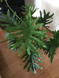 はじめまして 観葉植物についてお聞きしたいのですが 写真の観葉植物をいた Yahoo 知恵袋