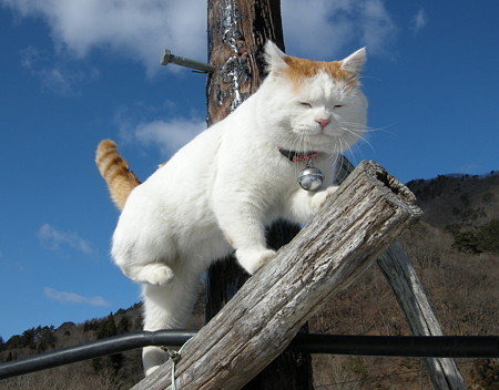 ブサイク猫を飼ってしまったら 子猫から飼ってる猫が 大人になるに Yahoo 知恵袋