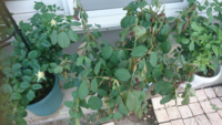 鉢に植えているバラ マーガレットメリル が朝になったら萎れていました 朝の Yahoo 知恵袋