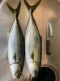 ハマチの子どもの呼び方は全部でいくつあるんですか 地方によって Yahoo 知恵袋