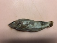 マゴチって高級魚なのですか グロテスクであまり魚屋で見たことな Yahoo 知恵袋