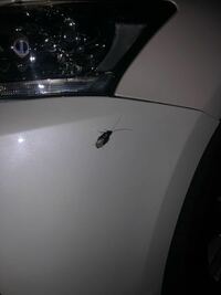 これはゴキブリでしょうか 車のボディについておりました ゴキブリを見たこ Yahoo 知恵袋