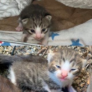 この子猫ちゃんは キジ白ですか サバトラですか Yahoo 知恵袋