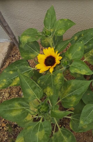 ミニひまわりの花が咲いたのですが 葉っぱがまだらに黄色なのが気になります これ Yahoo 知恵袋