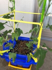ベランダ菜園をしようと思いミニトマトの苗を購入しました 虫除けにハッカ液 Yahoo 知恵袋