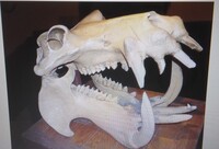 宿題が解けません 教えてください この頭骨をもつ動物は肉食動物 そ Yahoo 知恵袋