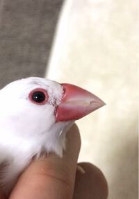 うちの文鳥のくちばしが欠けてる 二枚爪 のような形になってます 何かの病気でし Yahoo 知恵袋