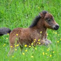 ファラベラっていう品種の馬 とても小さいです を飼いたいと思ったのですが調べて Yahoo 知恵袋