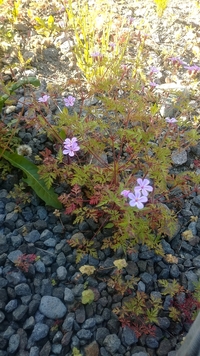 北海道の庭に咲くこの花の名前が知りたいです グランドカバーとして植え Yahoo 知恵袋