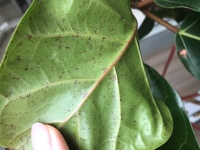 観葉植物アフリカンプリンセスの葉の裏に赤茶色の斑点が出てしまいました これは新 Yahoo 知恵袋