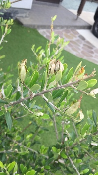 オリーブの木についてた虫です 葉を食べてる様です 駆除したく虫の種類を調べてい Yahoo 知恵袋