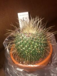 サボテンの先端や棘の部分に白い綿が出来 手でとってつぶすと中に小 Yahoo 知恵袋