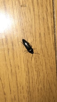 この虫の名前を教えて下さい 約2 3cmぐらいの黒い虫です Yahoo 知恵袋