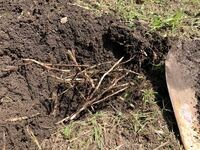 畑が根っこだらけなのですが ここから土作りをするとどうしていい Yahoo 知恵袋