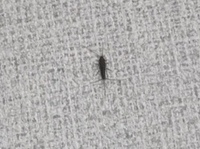 画像閲覧注意 至急 部屋に出た虫を見失ってしまいました 先程部屋に写真のよう 教えて 住まいの先生 Yahoo 不動産