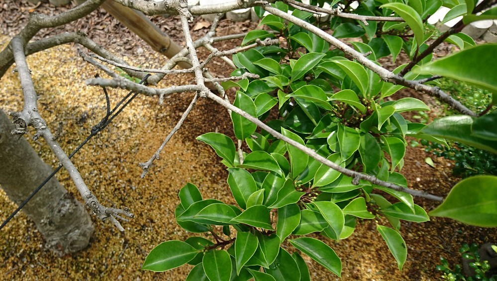 もちの木クロガネモチについて お世話になります 春に落葉した後 新芽が芽吹き Yahoo 知恵袋