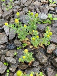 うちの周りに咲く 可愛い雑草の花の名前を色々調べているのですが この花の名前が Yahoo 知恵袋