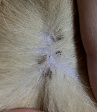 犬の身体に白いかさぶたのようなものが出来です トイプードル10ヶ月 かさぶたは Yahoo 知恵袋