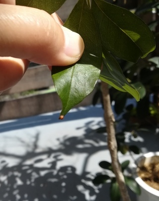 タベビアという観葉植物を購入したのですが 新芽が出ても育たず 元気がありません Yahoo 知恵袋